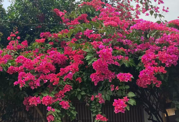 《“人工智能 教育”行动计划》印发 重塑未来教育生态